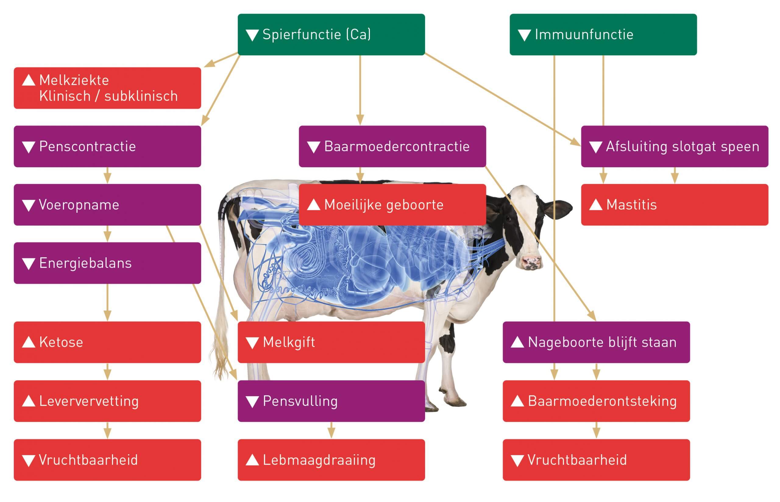 Seewen - Laktoseintoleranz: Trägt die Kuh Hörner, ist die Milch